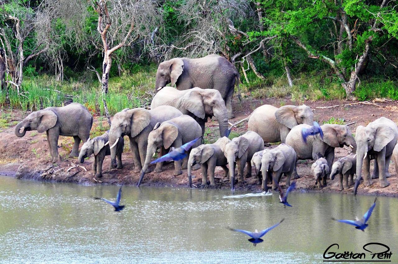Thula Thula Exclusive Private Game Reserve & Lodge Ntambanana Buitenkant foto