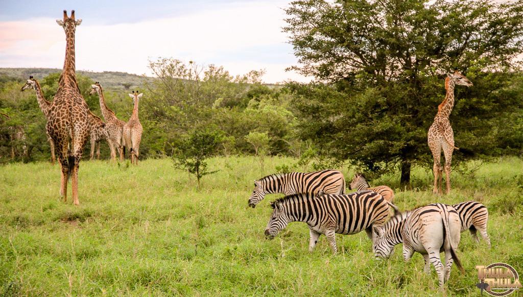 Thula Thula Exclusive Private Game Reserve & Lodge Ntambanana Buitenkant foto